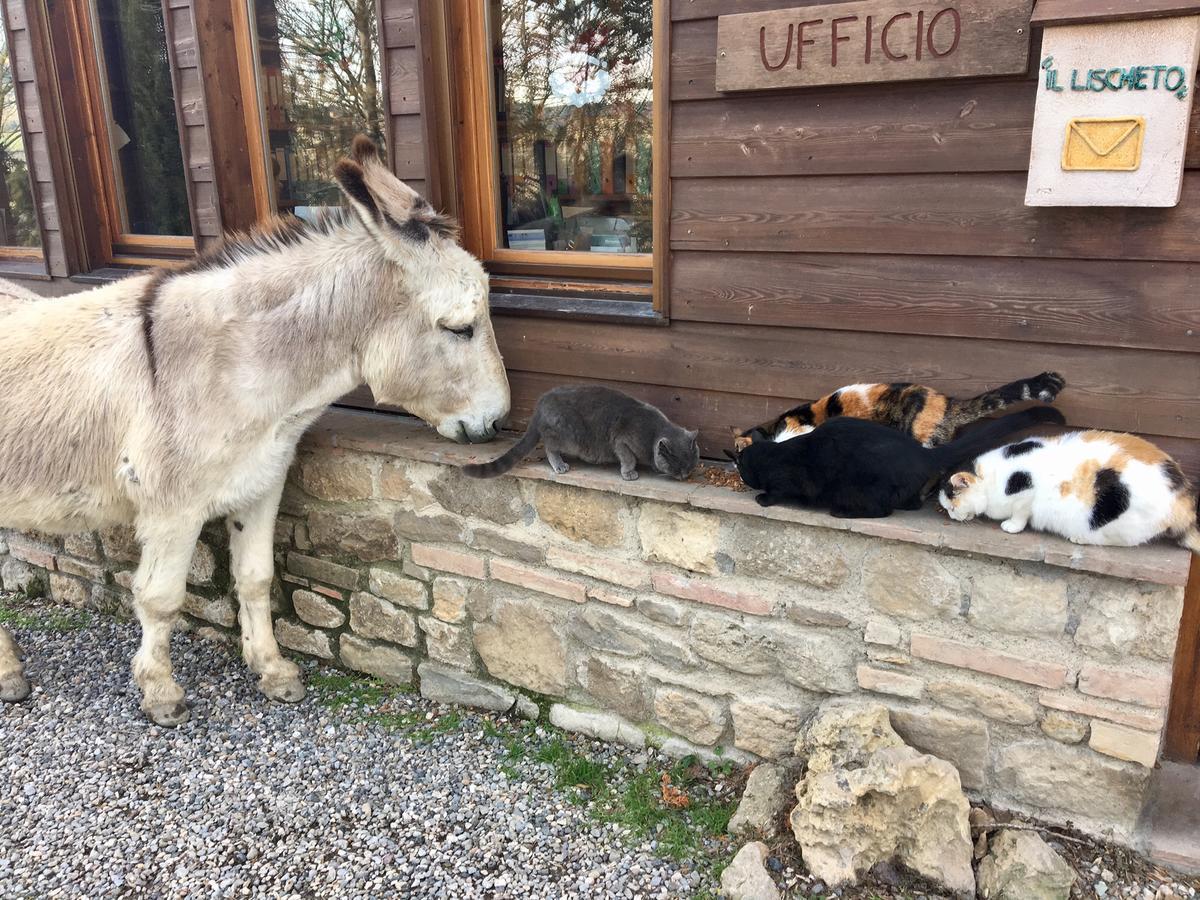 Agriturismo Fattoria Lischeto Volterra Dış mekan fotoğraf