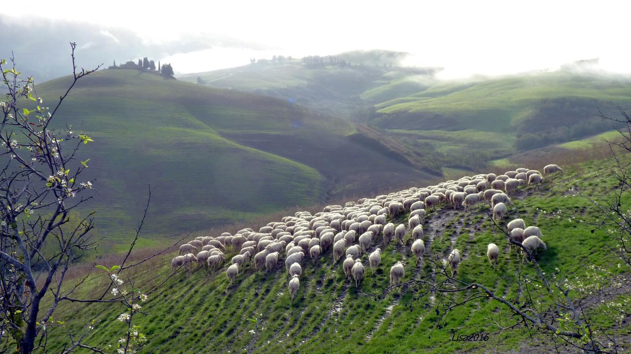 Agriturismo Fattoria Lischeto Volterra Dış mekan fotoğraf